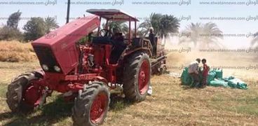 زراعة المنوفية " حصاد 70 ألف فدان قمح بمختلف مراكز المحافظة