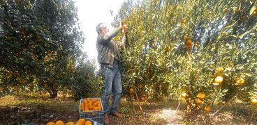البرتقال من أهم المحاصيل في مصر