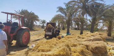 حصاد القمح في جنوب سيناء