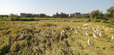 زراعة الأرز بكفر الشيخ