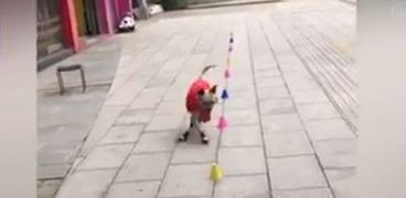 كلب يكتسب شهرة واسعة بفضل مهاراته في التزلج