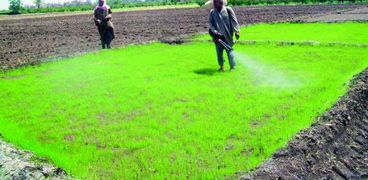 مخالفات زراعة الأرز