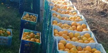 البرتقال أحد أهم الصادرات الزراعية المصرية