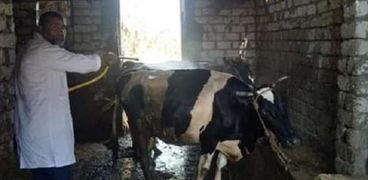 مخاوف من انتشار الأمراض البيطرية التى تصيب الماشية وبيع الرؤوس المصابة للمواطنين