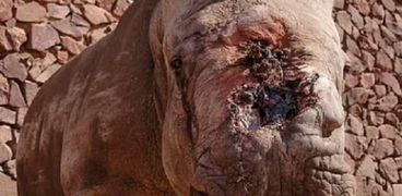 حيوان وحيد القرن يبكي بعد قطع قرنه