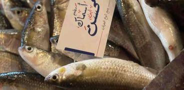 أسعار الأسماك في مصر اليوم- تعبيرية