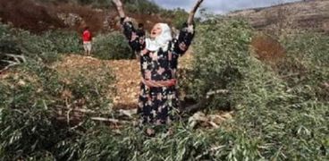 فلسطينية تستغيث بسبب حرق أرضها- ارشيفية