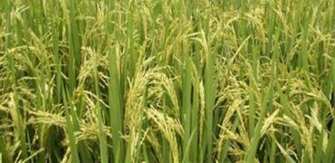 إنتاج الأرز بمصر