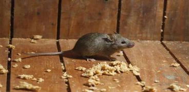 طرق سهلة لطرد الفئران من المنزل