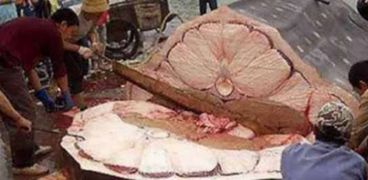لماذا «كبد الحوت» أول طعام للمسلمين بالجنة