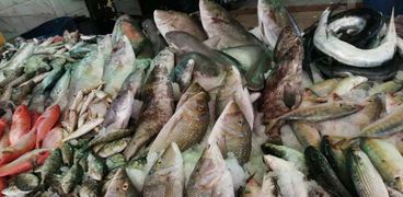 أسعار الأسماك في السويس - أرشيفية