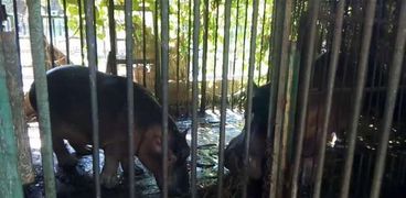 حديقة الحيوان في بني سويف