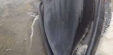 أنثى الحوت النافقة بعد العثور عليها