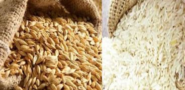 الأرز الأبيض والشعير