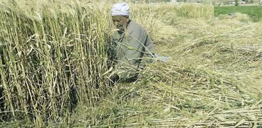 زراعة القمح من التقاوى القديمة بسبب ارتفاع أسعار الجديدة