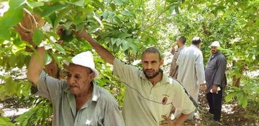 زراعة الجوافة في الإسكندرية