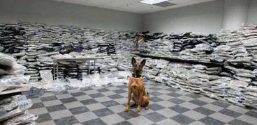 كلب يحبط عملية تهريب مخدرات بملايين الدولارات