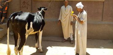 تحصين 63214 رأس من الأبقار ضد مرض الجلد العقدي بسوهاج