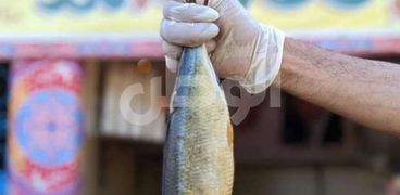 ضبط كميات من الأسماك المملحة في اسوان