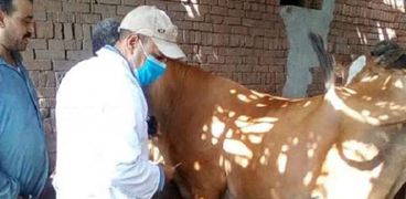 الزراعة: تحصين أكثر من مليون رأس ماشية ضد مرض الحمي القلاعية  