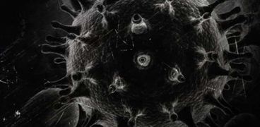 شكل فيروس  الفطر الأسود