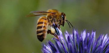 تصدير  نحل العسل