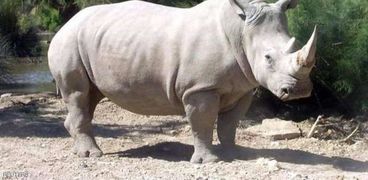 وحيد القرن الأبيض