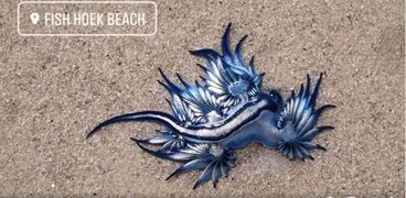 مخلوقات بحرية غريبة على أحد الشواطئ بالقرب من كيب تاون بجنوب أفريقيا