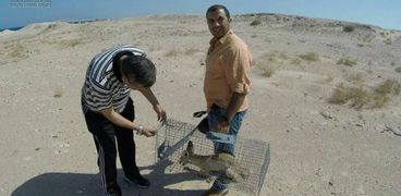 بالصور| «شباب بتحب مصر» تشارك في إطلاق ثعلب وثعبان لبيئتهما الطبيعية