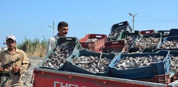 بالصور | ضبط 14 مليون وحدة زريعة أسماك بكفر الشيخ