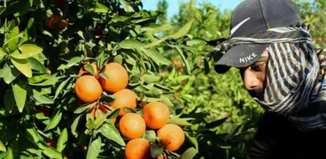 جمع البرتقال في إحدى المزارع المصرية