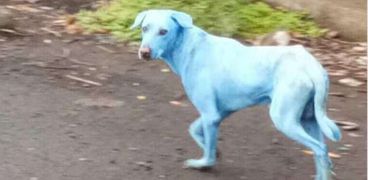 أحد الكلاب الذي تحول لونه