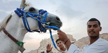 مرماح إدفو يجمع الخيول العربية بفرسانها