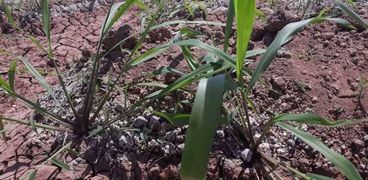زراعة نبات البونيكام في الوادي الجديد