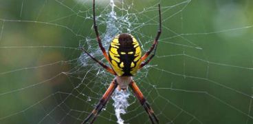 علماء يكشفون سر قوة شباك العنكبوت