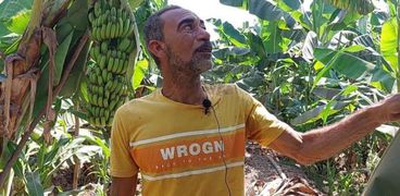 زراعة الموز بالشرقية