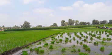 بالصور :وكيل الزراعةبالغربية:زراعه 67ألف و977فدان أرز وفق دوره زراعية