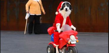 الكلب الذى يرتدى زى بابا نويل لاقتراب عيد الميلاد