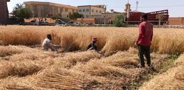 حصاد القمح