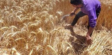 أسعار القمح اليوم يزيد البهجة بموسم الحصاد في مصر - أرشيفية
