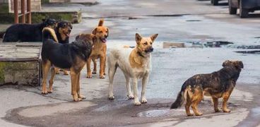 انتشار ظاهرة الكلاب الضالة في تركيا