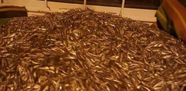 صورة زريعة أسماك محظور صيدها في الفيوم