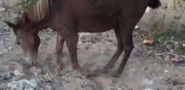 حصان يواجه الموت جوعا وعطشا بالمنيا