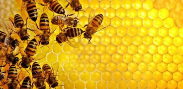 «العسل».. صناعة مصرية «عملاقة» تواجه شبح «الانقراض»