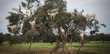 الماعز على الشجر