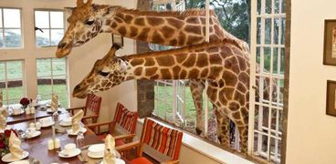 الزرافات تأكل مع الزبائن في مطعم كيني