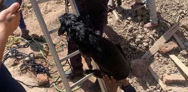 إنقاذ كلب من بيارة صرف صحي بمدينة أرمنت بالاقصر