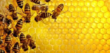 علماء: النحل يميز البشر من وجوههم