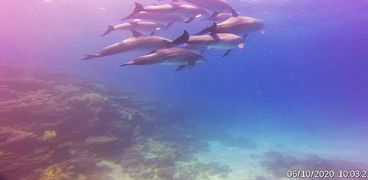 أسراب الدلافين تنعش السياحة في شواطئ الغردقة