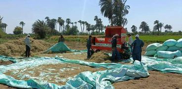 حصاد الكمون في محافظة المنيا